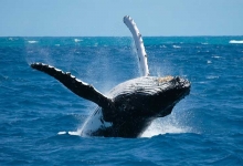 Whales in Samana 