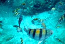 Fishes at Sosua Coral reef