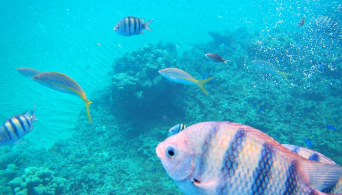 Fishes at Sosua Coral Reef
