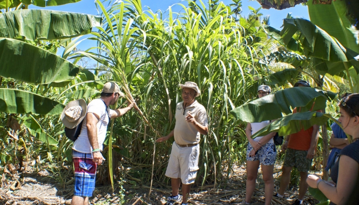 Sugar Cane Field