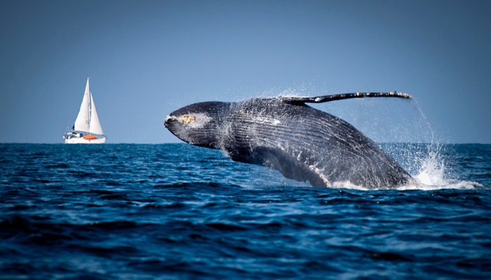 Whale watching tour in the Dominican Republic